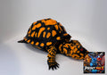 Eastern Box Turtle